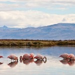 Laguna Nimez