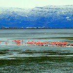 Laguna Nimez