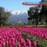 Tulipans in Patagonia Argentina