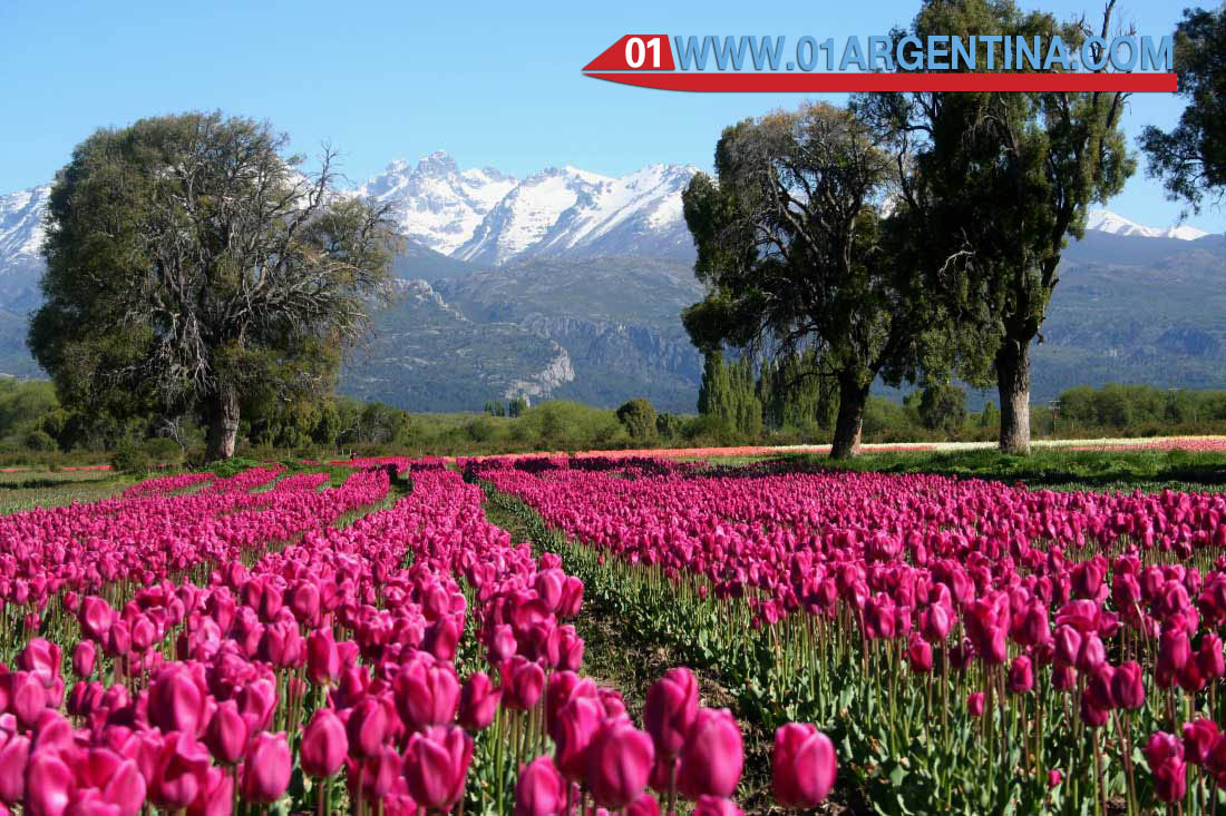 Tulipans in Patagonia Argentina