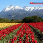 Tulipans in Patagonia Argentina
