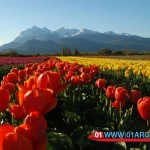 Tulipans in Patagonia Argentina