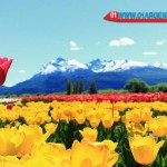 Tulipans in Patagonia Argentina