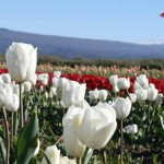 Tulipans in Patagonia Argentina