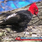 wildlife in El Calafate