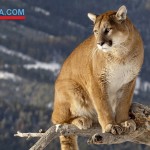 wildlife in El Calafate