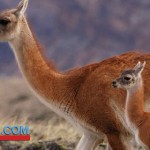 wildlife in El Calafate