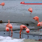 wildlife in El Calafate