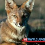 wildlife in El Calafate