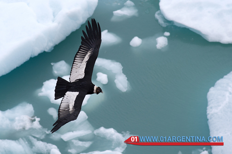 wildlife in El Calafate