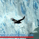 wildlife in El Calafate